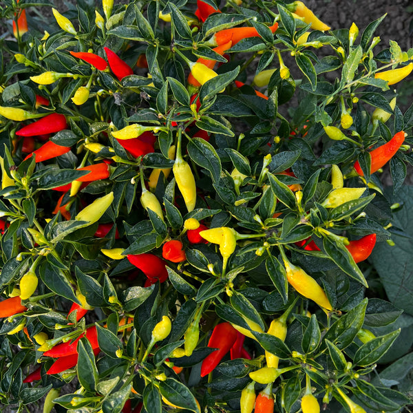 Pepper, Spicy Little Bush
