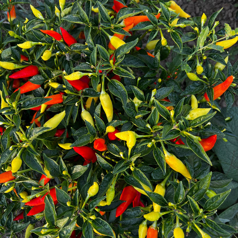 Pepper, Spicy Little Bush