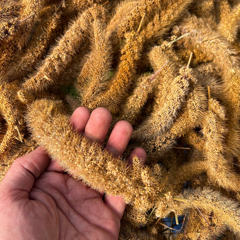 Millet, Aukses Foxtail