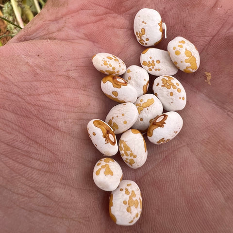 Beans, Zuni Gold Trailing