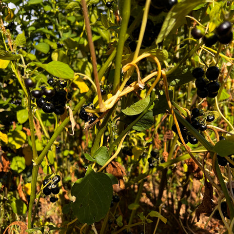 Black Nightshade, Managu