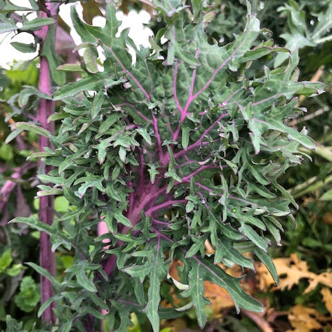 Siskiyou Seeds Originals Bundle