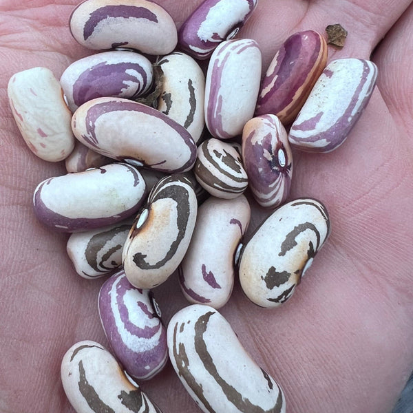 Hand holding a small collection of purple and white bean seeds.
