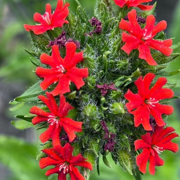 Close-up of red flowers with green leaves on a blurred green background
