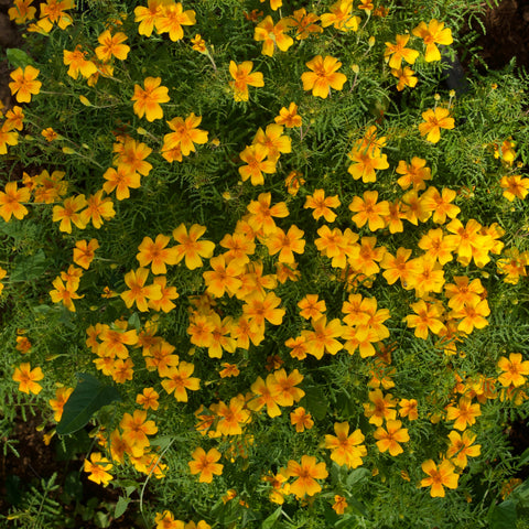 Marigold, Signet Tangerine Gem