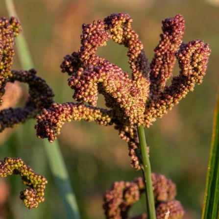 Finger Millet, Raji