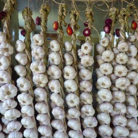 Garlic, Inchelium Red - Certified Organic