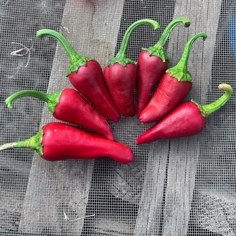 Pepper, Katishtya Candeleria