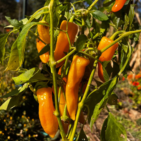 Pepper, Orange Picnic