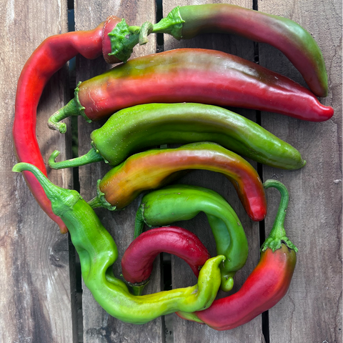 Pepper, Tome Nativo