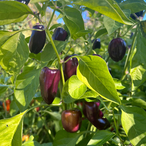 Pepper, Violet Sparkle