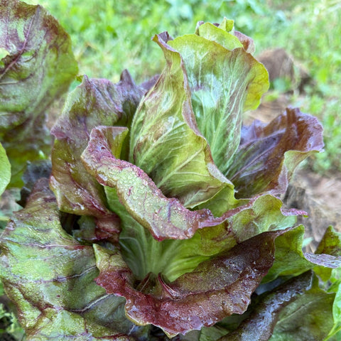 Radicchio, Sagra Mix
