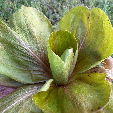 Radicchio, Sagra Mix