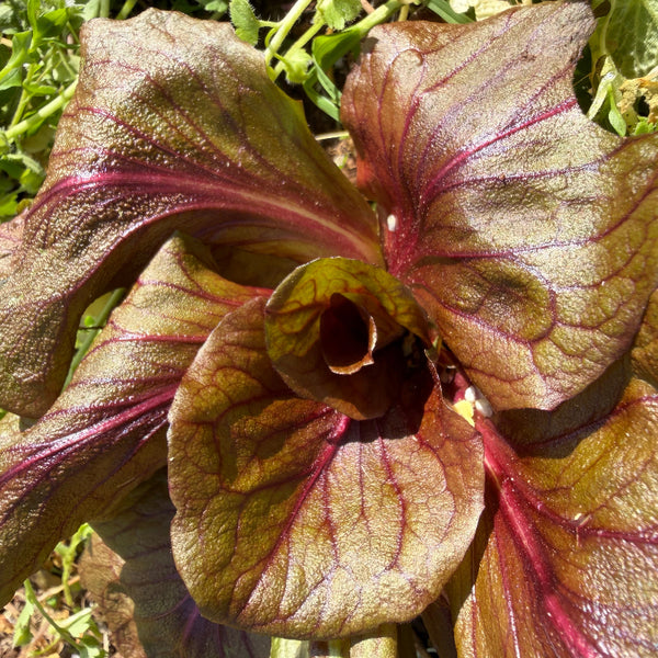 Radicchio, Sagra Mix
