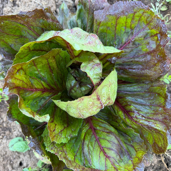 Radicchio, Sagra Mix