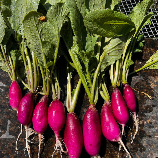 Radish, Purple Sunrise