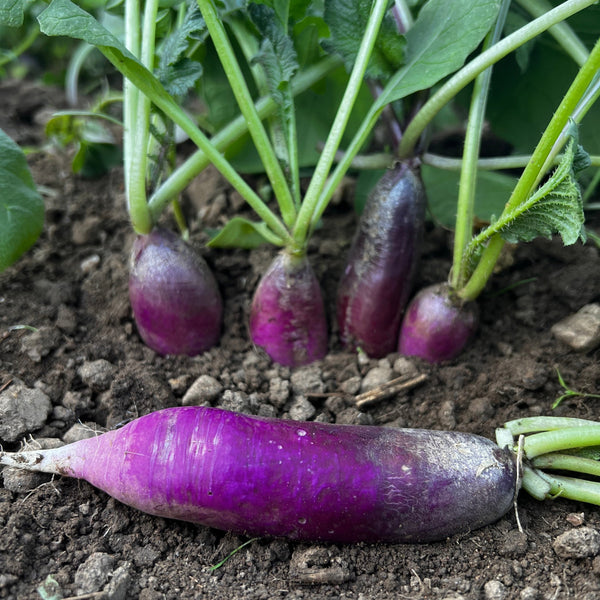 Radish, Purple Sunrise