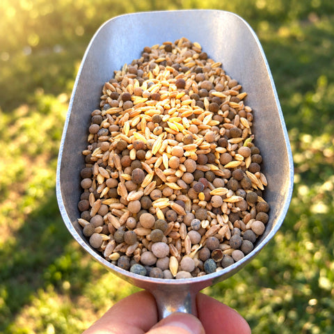Cover Crop, Rich Mix