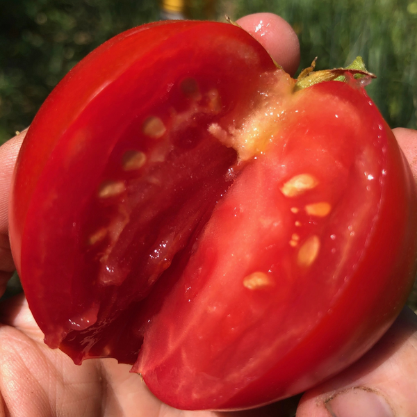 Tomato, Medford