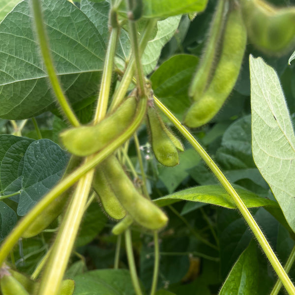 Beans, Musan, Soybean
