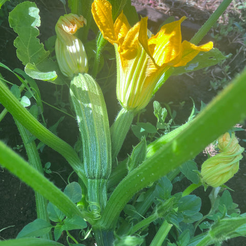 Zucchini, Costata Romanesco