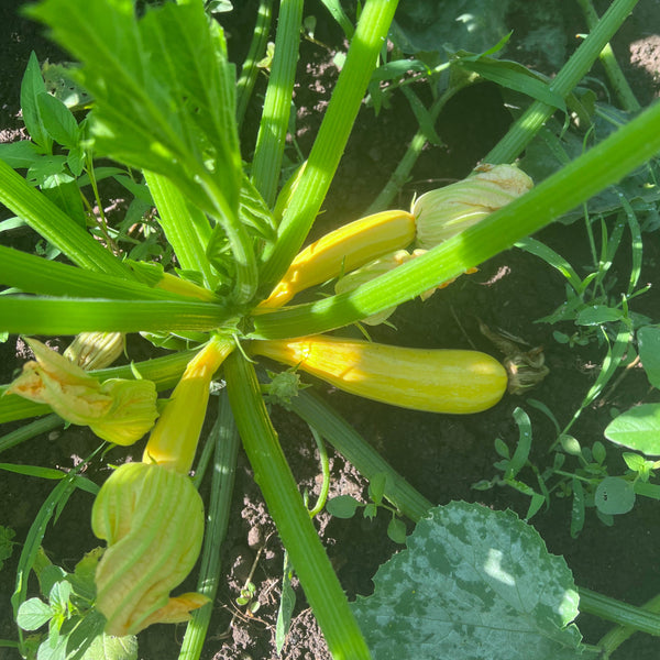 Zucchini, Golden