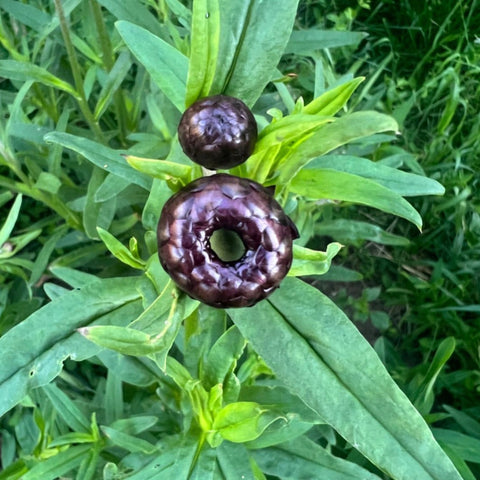 Strawflower, Purple Sunset