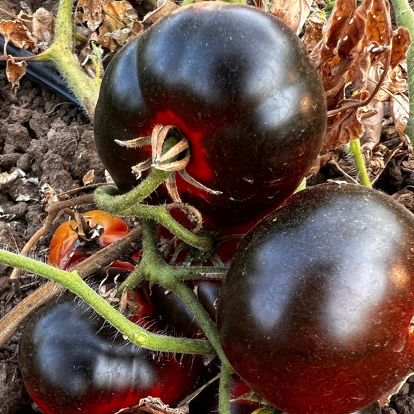 Amethyst Jewel tomatoes growing on a vine with soil in the background