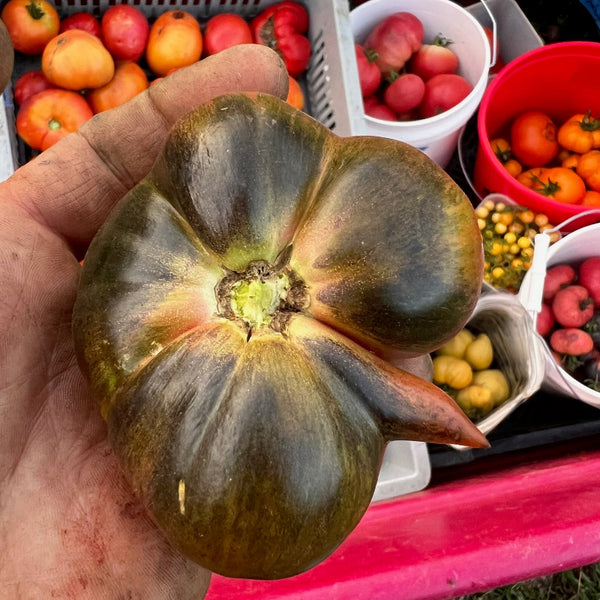 Hand holding a large green tomato with a market stall in the background
