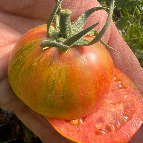 Tomato, Dragon's Eye