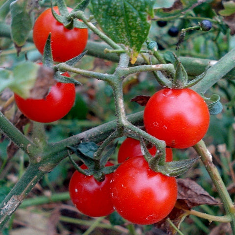 Tomato, Jojo Cherry