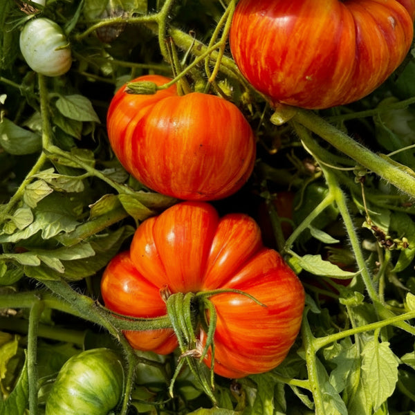 Tomatoes growing on a vine with green leaves
