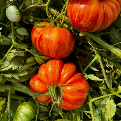 Tomato, Lithium Sunset
