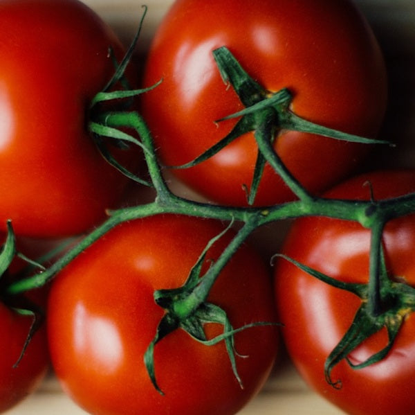 Tomato, Oregon Spring