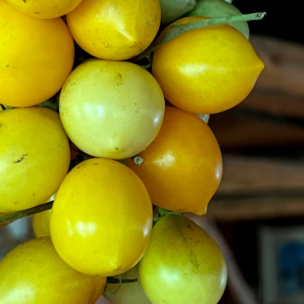 Close-up of yellow fruits on a branch with a blurred background