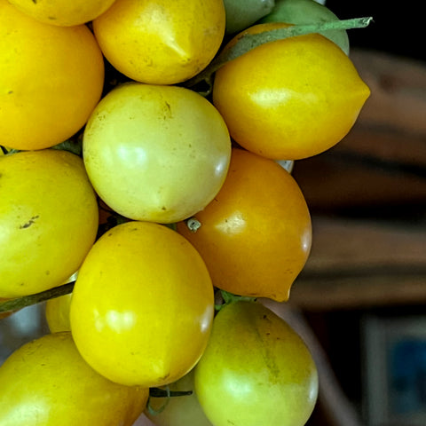 Tomato, Pienollo Giallo