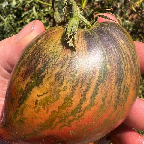 Tomato, Rebel Starfighter Prime