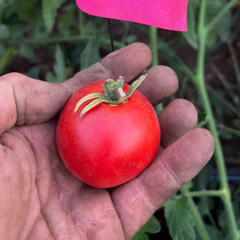Tomato, Thessaloniki