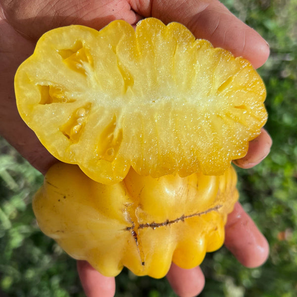 Tomato, Tlacolula Gold