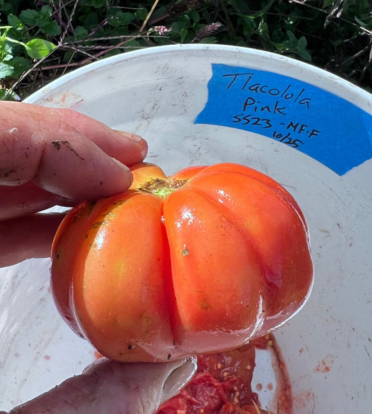 Tomato, Tlacolula Pink
