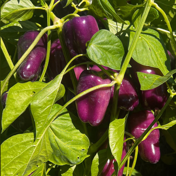 Pepper, Violet Sparkle