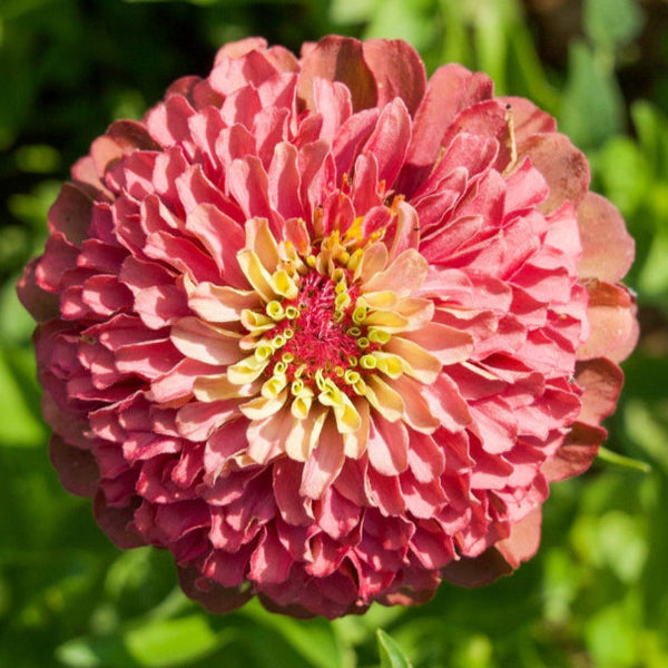Zinnia, Queeny Lime Red