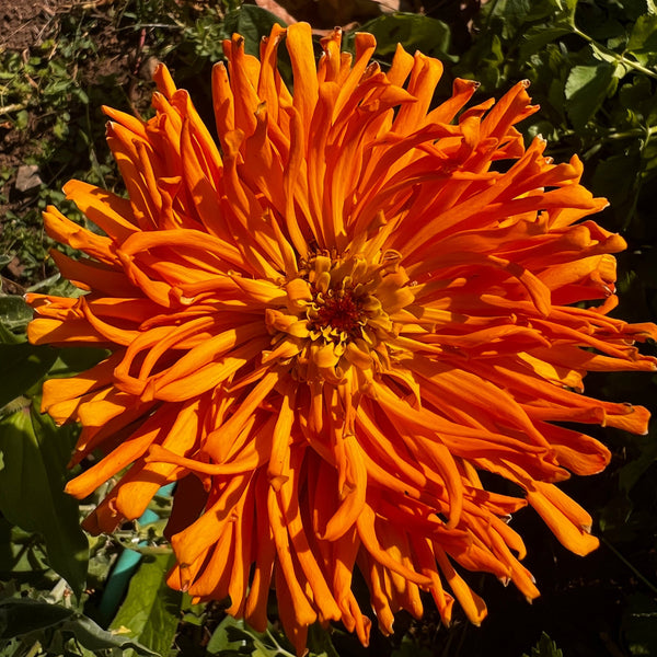 Siskiyou Seeds Originals Bundle
