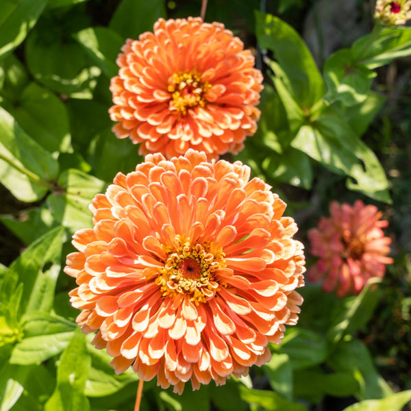Zinnia, Salmon Rose