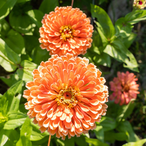 Zinnia, Salmon Rose