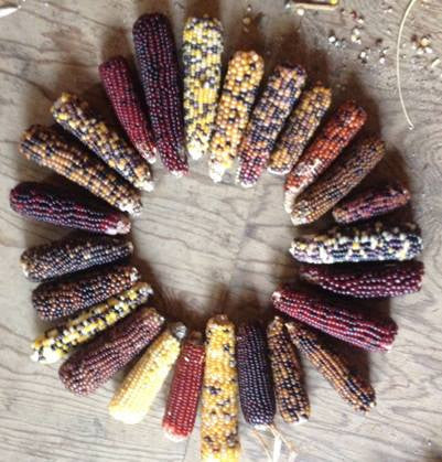 Corn, Cassiopeia