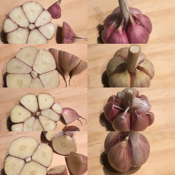 Garlic Sampler - Certified Organic