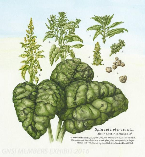 Spinach, Abundant Bloomsdale