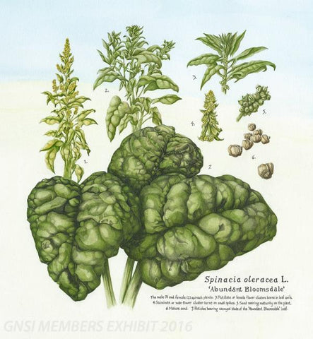 Spinach, Abundant Bloomsdale