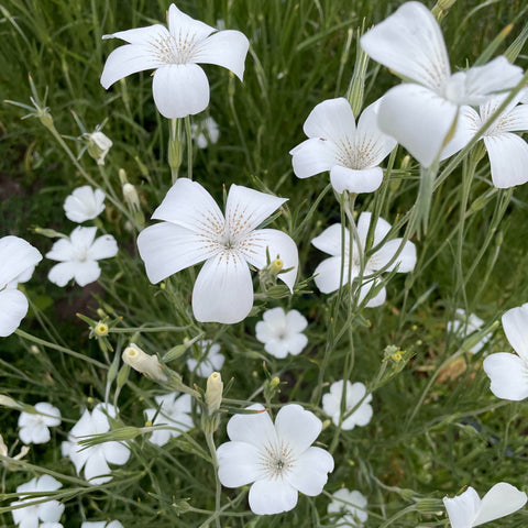 Agrostemma